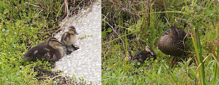 [Two photos spliced together. On the left are the two ducklings at the bottom of a concrete embankment. The smaller duckling is standing facing the camera in front of the larger duckling which is sitting facing the smaller duckling. The smaller duckling is only about half the size of the larger one. The bill on the larger one is already starting to change to mature colors. The image on the right is the female mallard on the right with her head tucked back under her wing and the two ducklings sitting to her right in the grass. The larger duckling is closer to the female mallard. It appears the two mallards may be touchsing, but both are looking at the camera.  ]